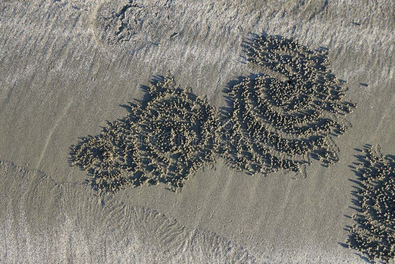 Crab Patterns in the sand