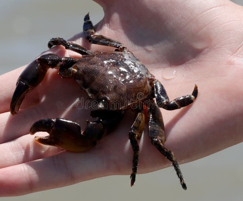 Crab with Powerful Claws on the Hand of a Boy Stock Image Image of
