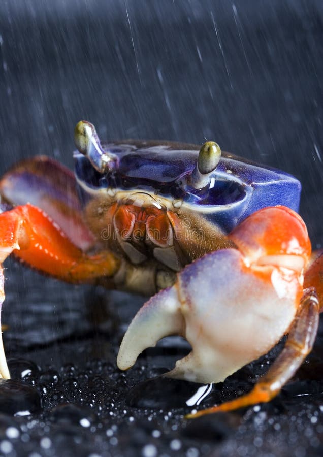 Crab in the rain