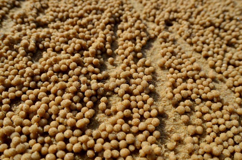 Crab sand balls stock photo. Image of crab, seashore 122383790