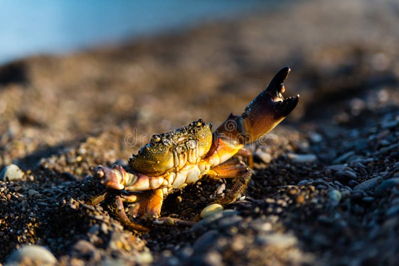 Crab Fighting Stock Images - Download 97 Royalty Free Photos