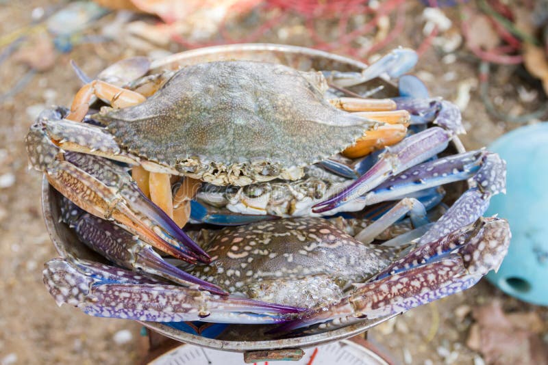 Crab on the scales stock photo. Image of food, animal 73178556