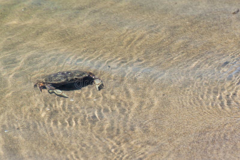 A crab lays in the sandy shallow waters of Siletz Bay in Lincoln City On the Oregon Coast. A crab lays in the sandy shallow waters of Siletz Bay in Lincoln City On the Oregon Coast