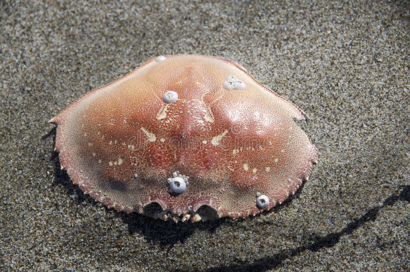 Crab shell on fine sand beach