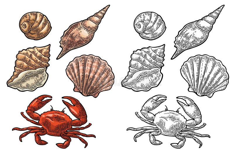 Crab and shell isolated on white background. Vector engraving stock illustration Crab and shell isolated on white background. Vector engraving stock illustration