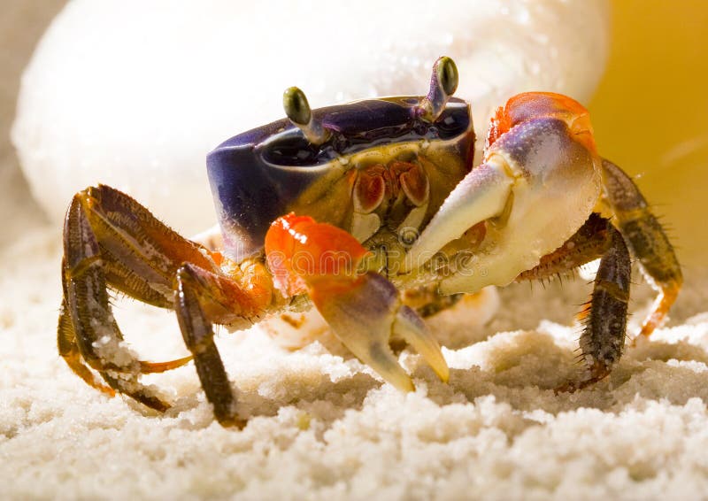 The crab with the shells