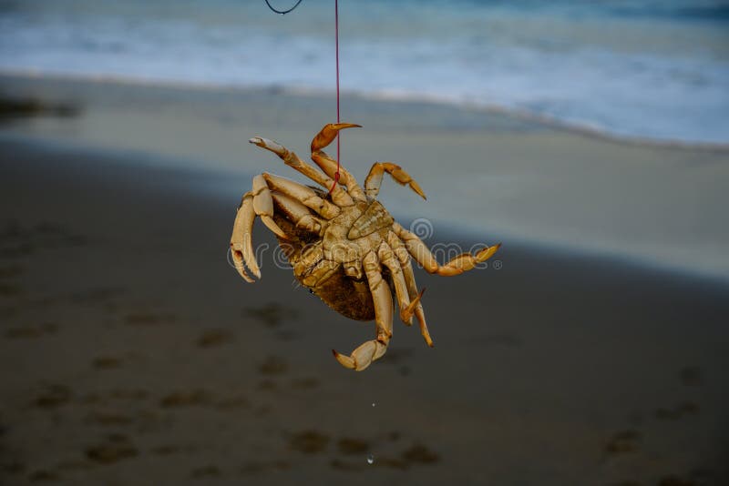 Crab Snaring am Baker Beach Stockfoto Bild von strand, francisco