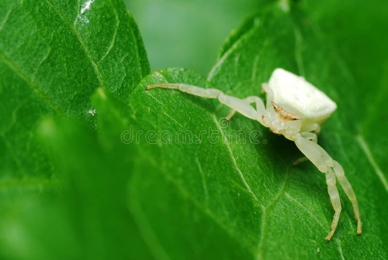 Crab Spider on the Purple Flower Stock Image Image of purple