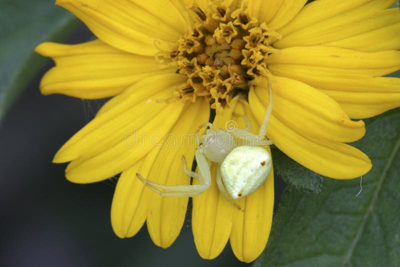 Crab Spider