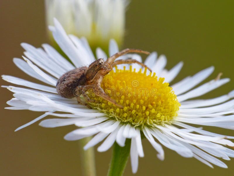Crab Spider Auf Shasta Daisy Mit Prey Stockfoto Bild von