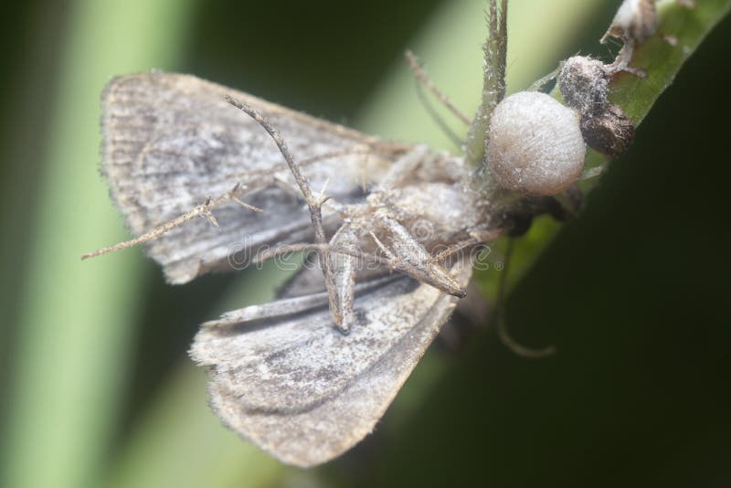 Crab Spider Caught a Moth Prey. Stock Image Image of leaf, arthropod