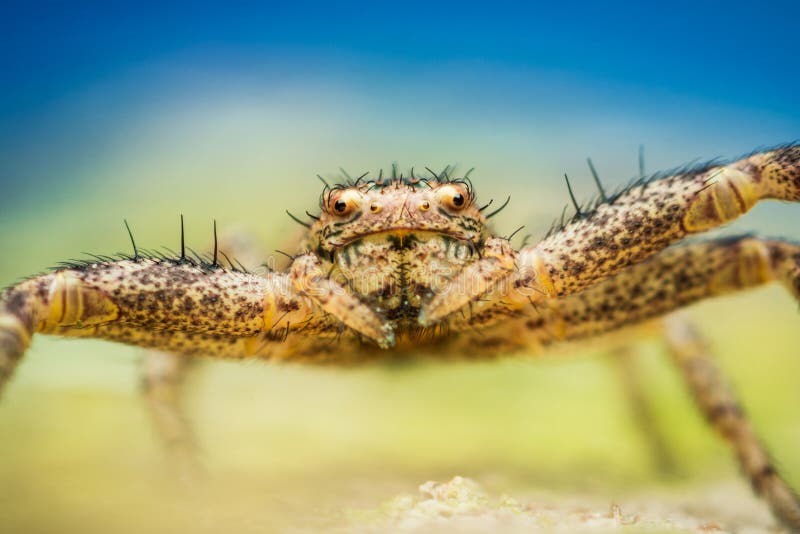 Extreme macro magnification of a crab spider looking at camera stock images