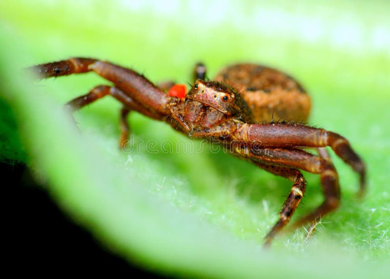 Crab Spider stock image. Image of detail, arachnid, phobia 33017861