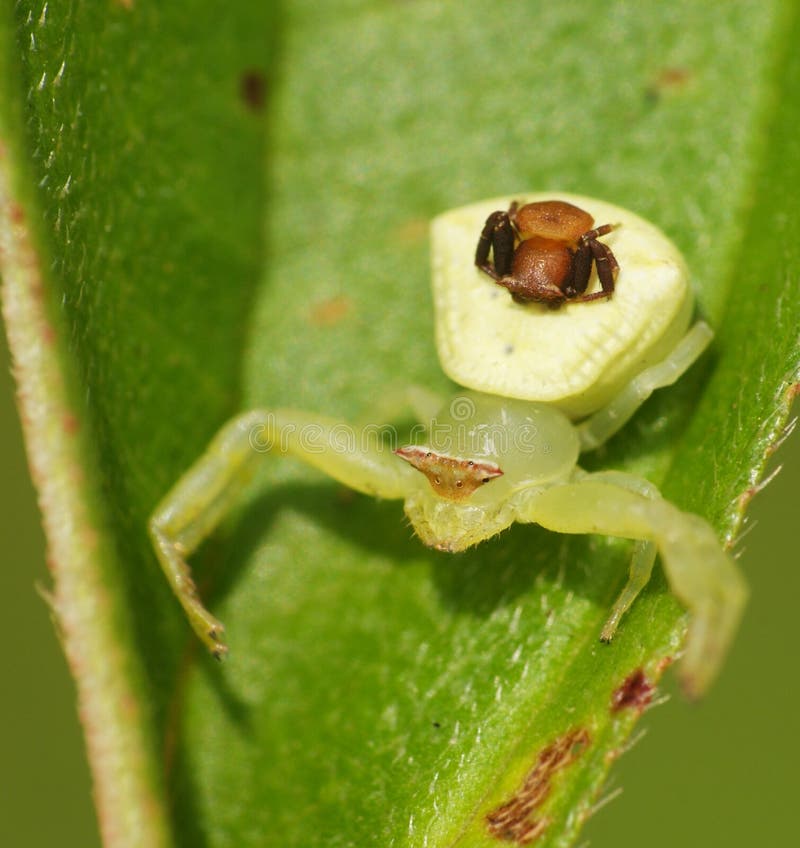 Crab spider make love royalty free stock photography