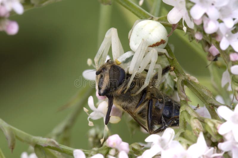 Crab spider and prey