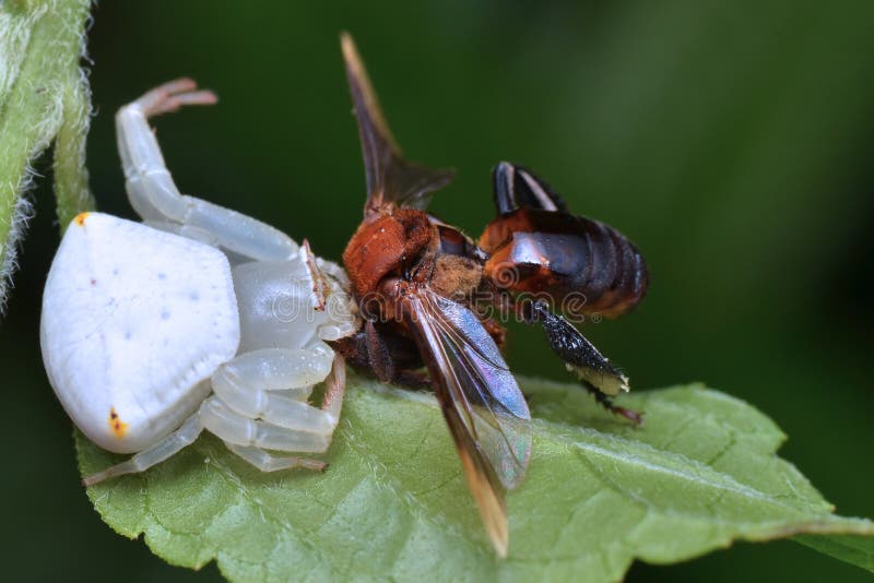 Crab spider with prey stock photo. Image of plant, green 83784536