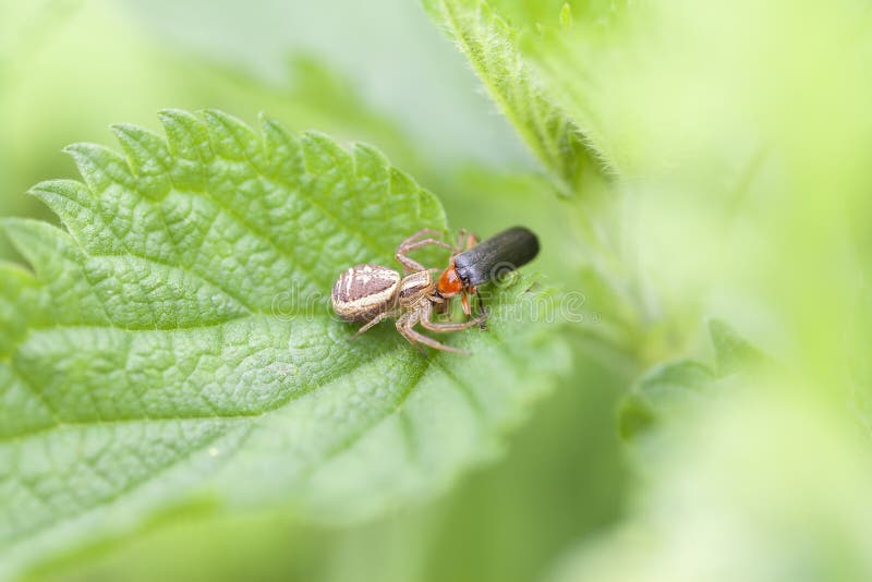 Crab Spider Prey Soldier Beetles Stock Photo Image of forage