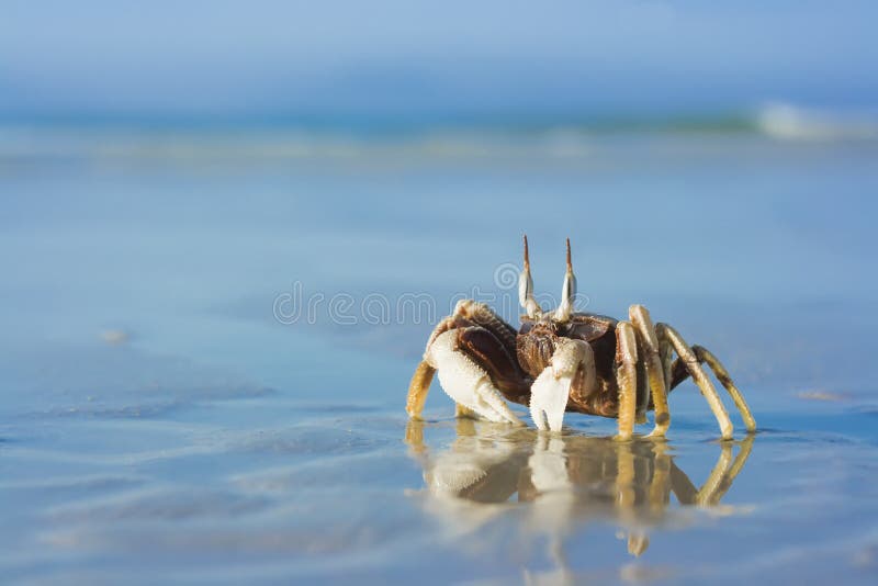 Crab on the tropical beach stock photography