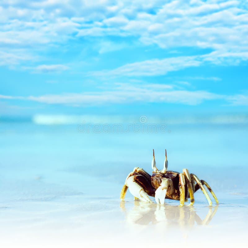 Crab on the tropical beach stock photo