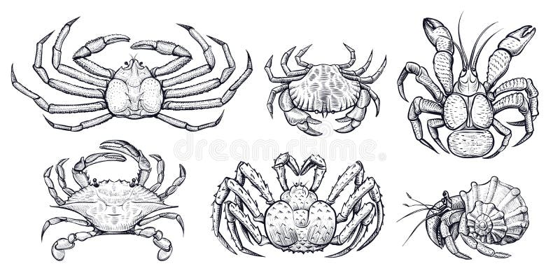 Crab vector set. Hand drawn illustrations of engraved line. Collection of realistic sketches various crabs, sea animals. Crab vector set. Hand drawn illustrations of engraved line. Collection of realistic sketches various crabs, sea animals.