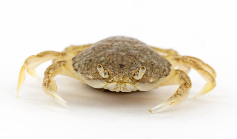 Crab stock photo. Image of crab, nature, macro, protect - 15548818