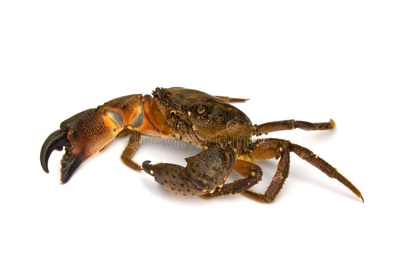 Crab stock photo. Image of gourmet, delicious, isolated - 6330210