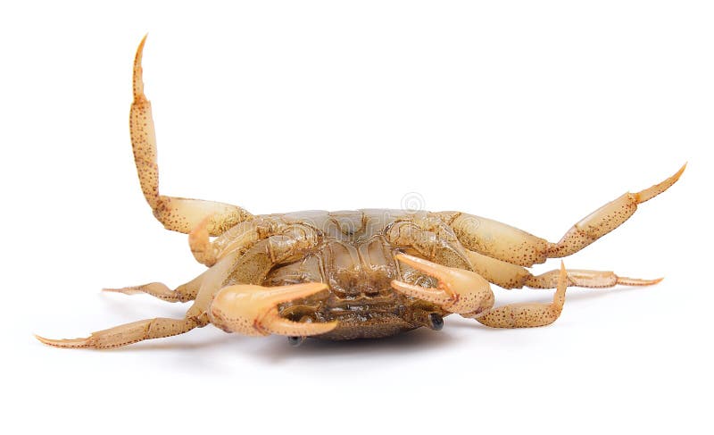 Crab on white background stock image. Image of aquatic - 34913163