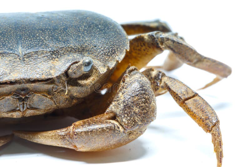 Field Crab Closeup Detail Animal Stock Image - Image of claw, seafood ...