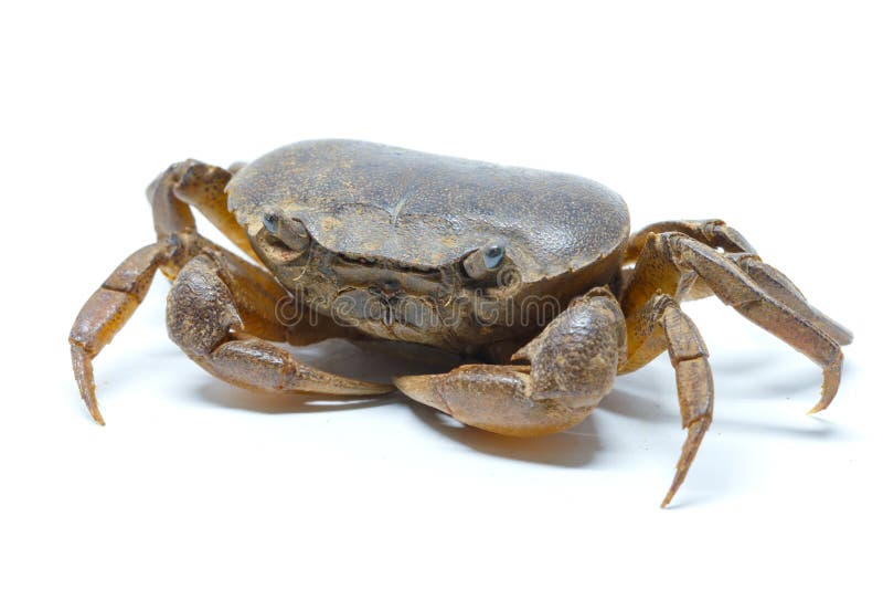 Field Crab Closeup Detail Animal Stock Photo - Image of white, claw ...