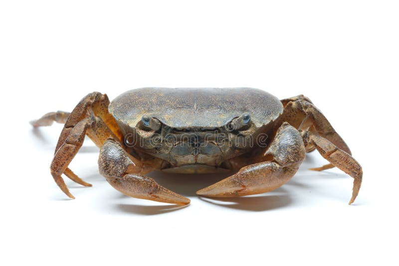 Field Crab Closeup Detail Animal Stock Image - Image of animals, shell ...