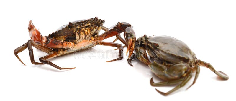 Mud Crab. royalty free stock photos
