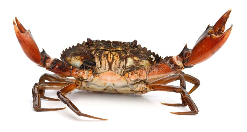 Mud Crab. royalty free stock photos