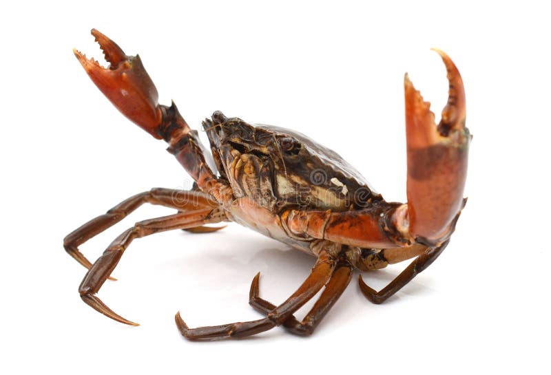 Mud Crab. stock photos