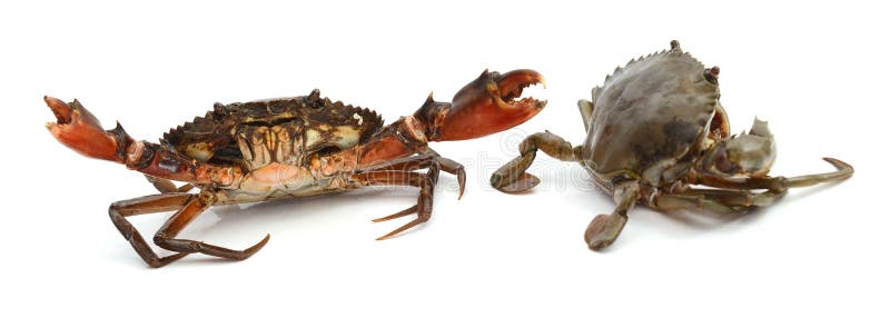 Mud Crab. royalty free stock images