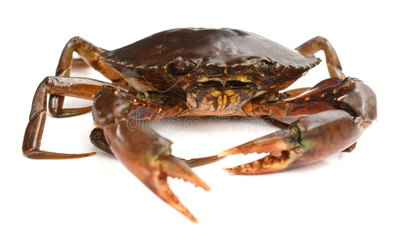 Mud Crab. stock images