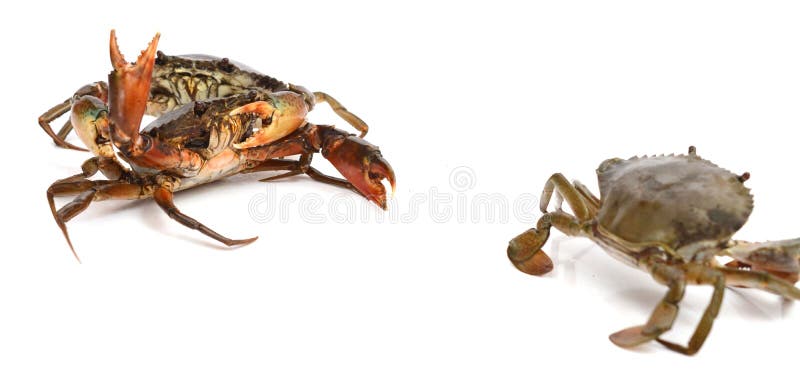 Crab on white. Decrease, eating. Water decrease stock images, royalty-free photos and pictures