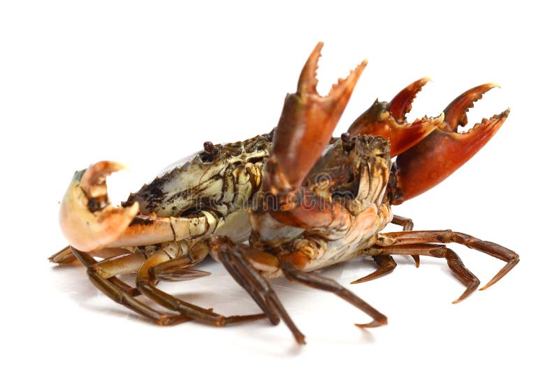 Mud Crab. stock photo