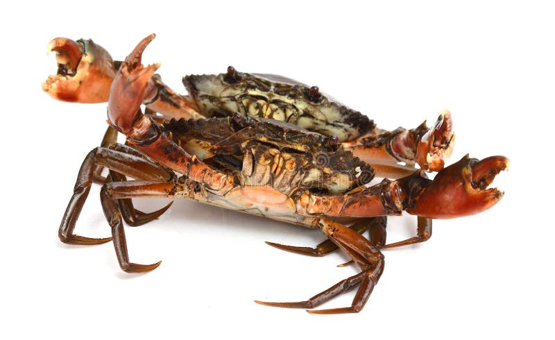 Mud Crab. stock photos