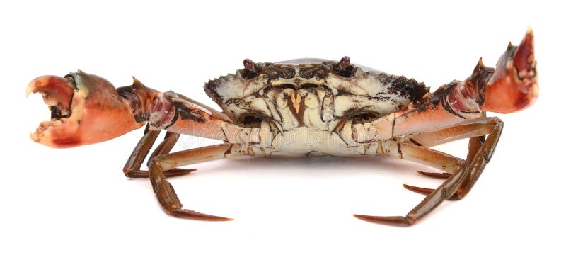 Mud Crab. stock photos
