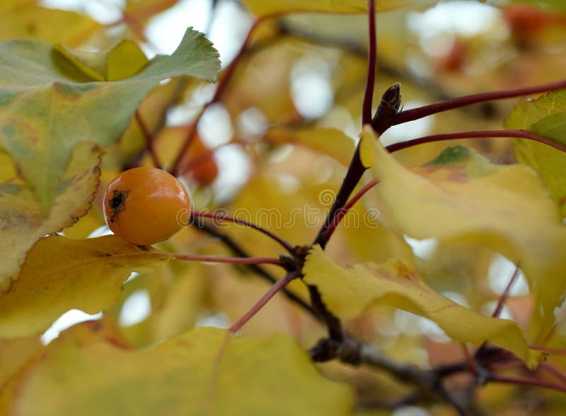 303 Yellow Crabapple Tree Leaves Stock Photos Free & RoyaltyFree