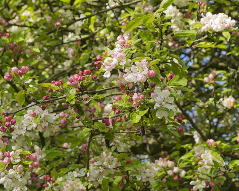 Crabb Apple blossom stock photo. Image of pink, blossom 71028768