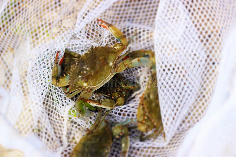 Crabbing stock image. Image of crabbing, crab, galveston 61493905