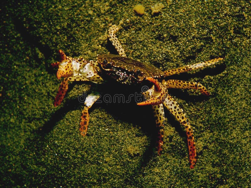 1,187 Tiger Crab Stock Photos Free & RoyaltyFree Stock Photos from