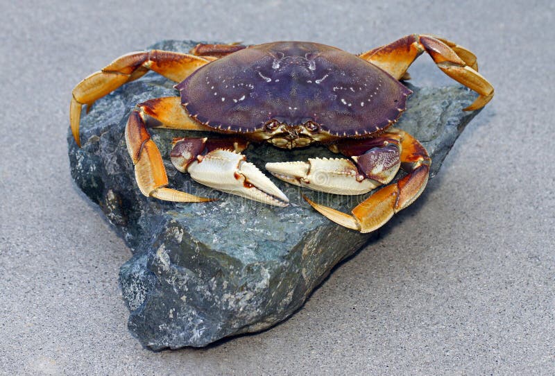 Crabe image stock Crabe image stock