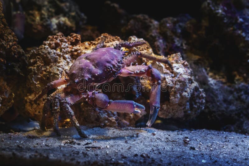 Coral Clinging Crab (Mithrax hispidus). Coral Clinging Crab (Mithrax hispidus)