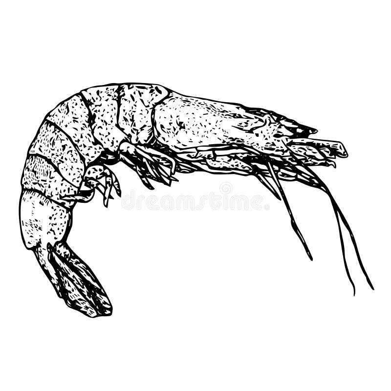 Crabe de crevette illustration stock Crabe de crevette illustration stock