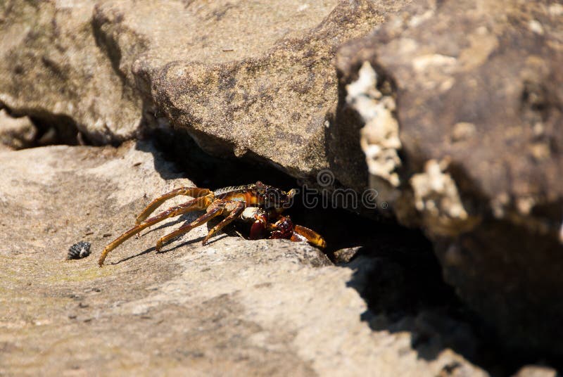 Crabe de plage images stock Crabe de plage images stock
