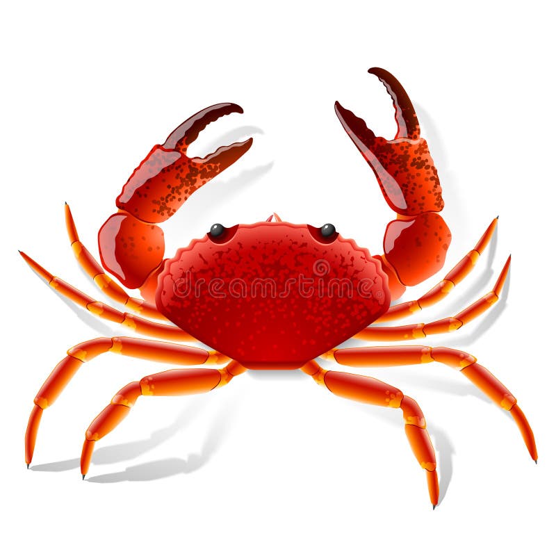Crabe rouge Crabe rouge