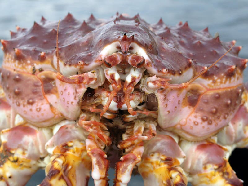 The royal crab close up. The royal crab close up