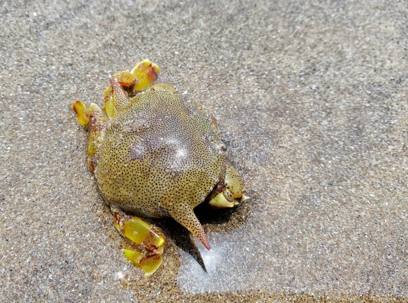 Crabe épineux vert sur la plage photo stock Crabe épineux vert sur la plage photo stock